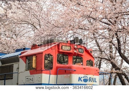 Jinhae, South Korea - April 2, 2019: The Train Between Cherry Blossom Tree Line In Jinhae Gunhangje 