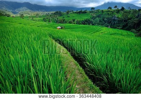 Terrace Rice Fields. Tegalalang Rice Terrace Fields. Bali, Indonesia.