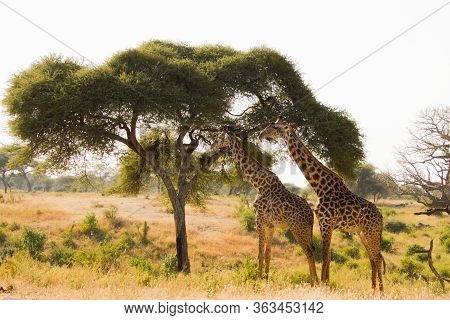 Two Beautiful Giraffes In Front Of A Babobab