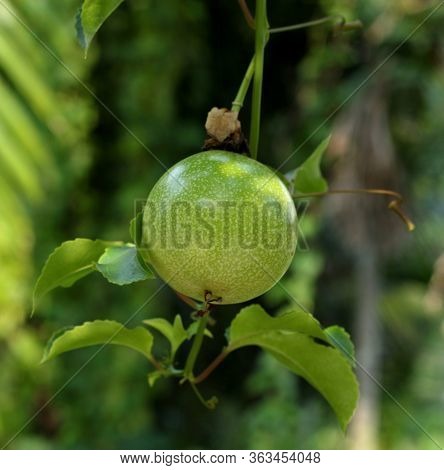 Passion Fruit Green On Vine, Harvest Season