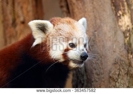 The Red Panda (ailurus Fulgens) , Fire Fox Or Lesser Panda, The Red Bear-cat, And The Red Cat-bear, 