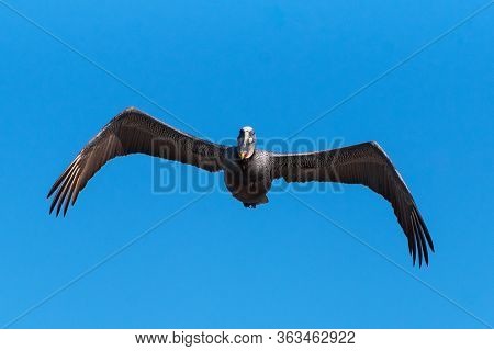 Seeing Eye To Eye With The Brown Pelican As It Soars Straight Ahead With Bent Wings.