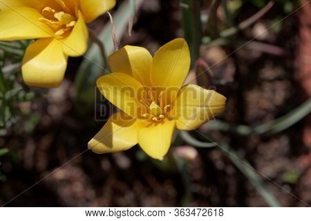 Flower Of A Lady Tulip, Tulipa Clusiana Var Chrysantha