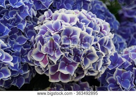 Beautiful Blue Flowers Of Bigleaf Hydrangea Tivoli