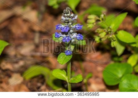 Wild Plant Ajuga Reptans (or Bugle, Blue Bugle, Bugleherb, Bugleweed) With Blue Flowers