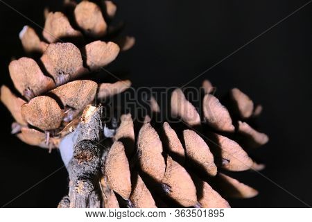 Macro Leaf Bumps, Low Light, Black Background Color