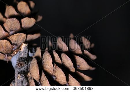 Macro Leaf Bumps, Low Light, Black Background Color