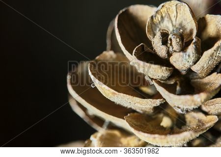 Macro Leaf Bumps, Low Light, Black Background Color