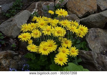 Yellow Spring Flower Doronicum Orientale Doronicum - The Perfect Plant For The Spring Garden.