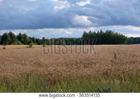 Rye Field In Sunset Light Under Cloudy Sky In Summer, Podlaskie Voivodship, Poland, Europe