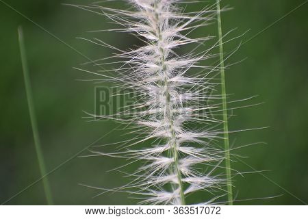 Green Grass And Flowers In The Garden