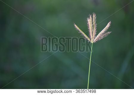Green Grass And Flowers In The Garden Of California