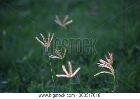 Green Grass And Flowers In The Garden Of California