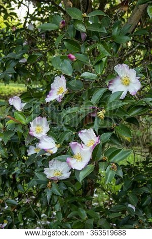 Mountain Camellia Flower. Evergreen Plant Of The Family Theaceae.