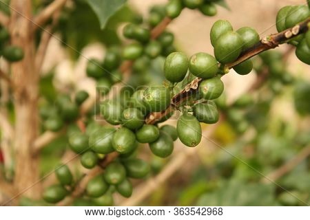 Colombian Coffee Plantation In The Andean Valleys. Quimbaya, Quindio, Colombia. Triangle Coffee.