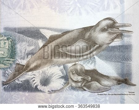 Orinoco River Dolphins A Portrait From Venezuelan Money
