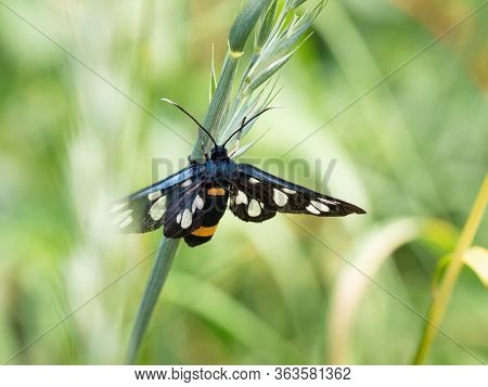 Nine-spotted Moth Or Yellow Belted Burnet (amata Phegea) Sitting On Blade Of Grass