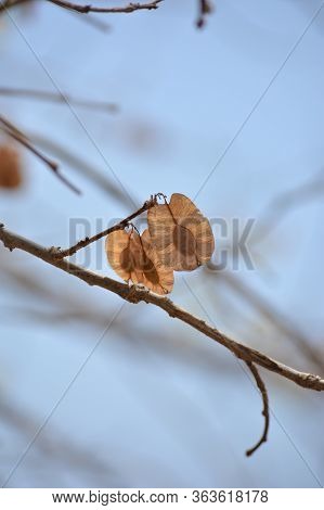 Organic Air Dried Chilbil Or Indian Elm (holoptelea Integrifolia) Seeds.