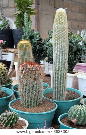 Cactus