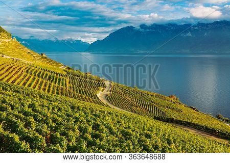 Lavaux, Switzerland: Lake Geneva And The Swiss Alps Landscape Seen From Lavaux Vineyard Tarraces In 