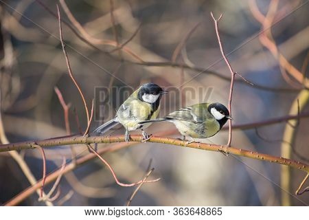 photo of great tits on bush twing