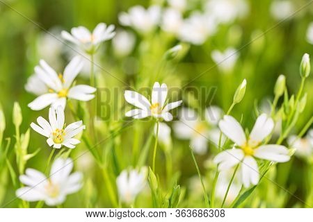 Background: Beautiful White Flowers On A Green Meadow In Spring