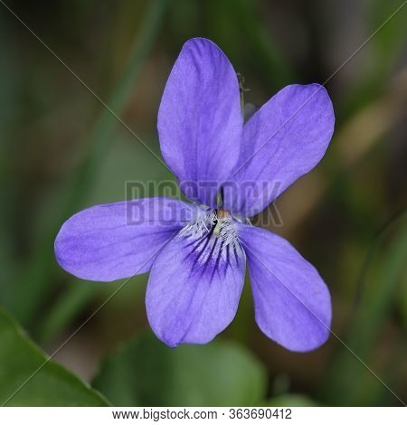 Common Dog-violet - Viola Riviniana 
Closeup Of Flower