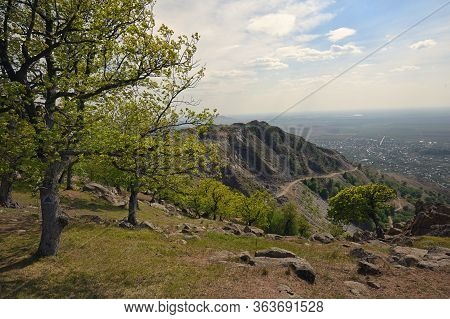 Spring Trees On The Top Of The Roumanian Mountain
