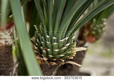 Yucca. Shearing A Yucca In The Garden With Pruners. The Gardener Creates A Yucca Design. Work In The