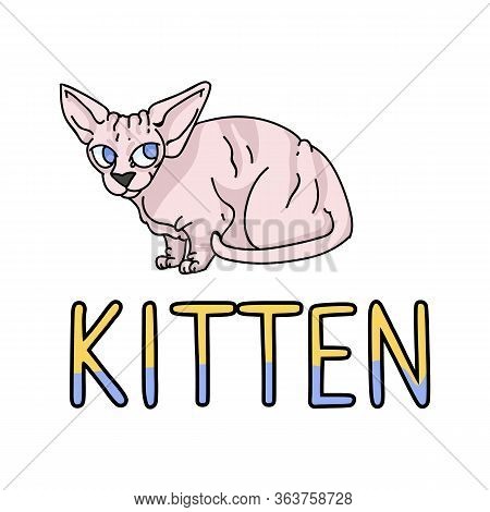 Cute Cartoon Sphynx Kitten With Text Vector Clipart. Pedigree Exotic Kitty Breed For Cat Lovers. Pur