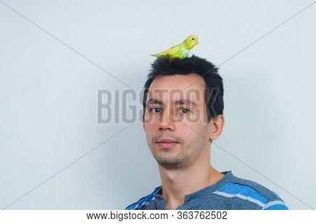 Cool Budgie. A Cute Yellow Budgie Is Sitting On The Head Of A Young Man. Tamed Pet