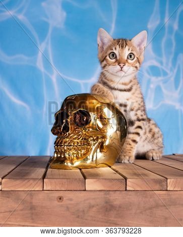 Bengal Kitten Water Blue Background With Wooden Floor Brown Spotted Tabby