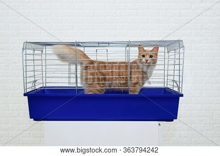 Red Cat In A Metal Cage On A Curbstone In A Veterinary Clinic On A Background Of A White Brick Wall.