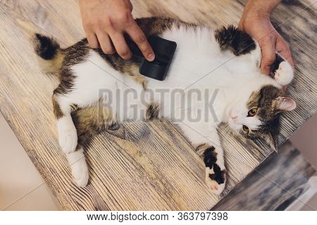 Cat After Scratching. The Result Of Scratching A Pet. Piece Of Fur.