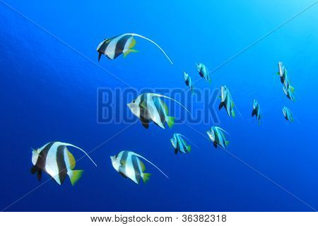 Ławica ryb tropikalnych: Szkoły częstych w blue ocean
