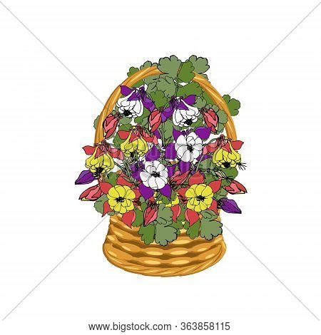 Columbine Flowers In Basket Wicker With A Vine. Medicinal Herbs Red And Violet Flower Art Design Ele