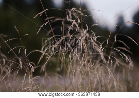Dry Grass In Russian Summer Close Up Field With Forest Backsight
