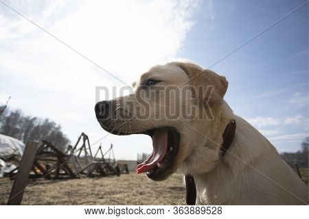 Close Up Shot Of Cream Labrador Retriever Dog Opening His Mouth In Barking On Walk Outdoors With Blu