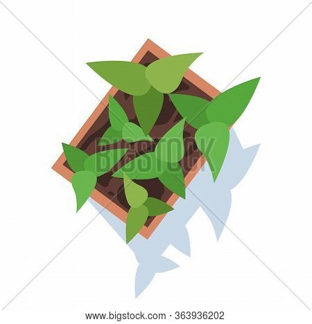 Succulent Semi Flat Rgb Color Vector Illustration. Potted Plant. Growing Leaves. Harvesting Crop. De