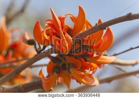 Polash Flower In Full Bloom