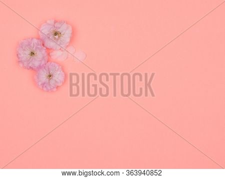 Pink Flowers Decorative Almonds On A Pink Background. The View From The Top. Sakura. Louisiana