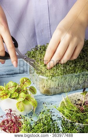 Girl Cuts Young Mustard Sprouts For Making Salad. Great Food, Healthy Veggie Snack. Small Home Garde