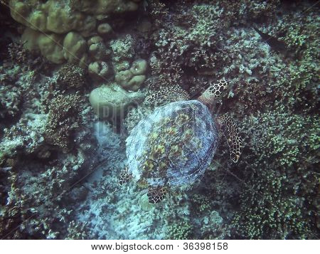 Tartaruga di mare sta nuotando sopra una barriera corallina con pesci vari