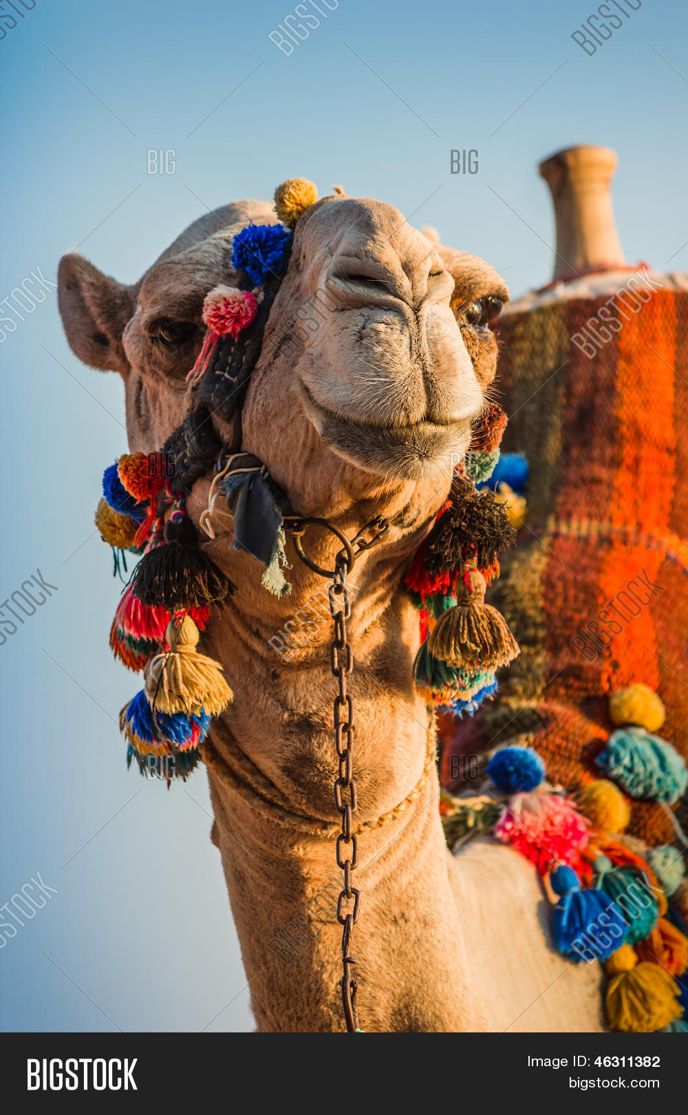 African Cameltoe
