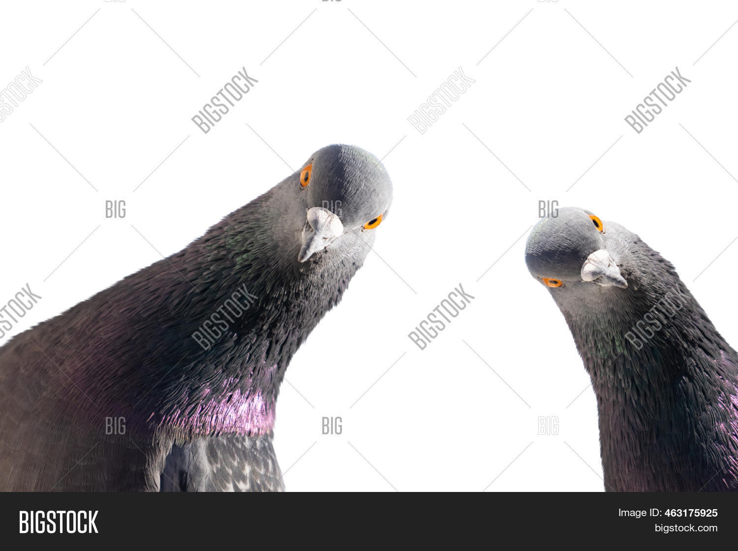 Pigeons Looking Camera Image & Photo (Free Trial) | Bigstock
