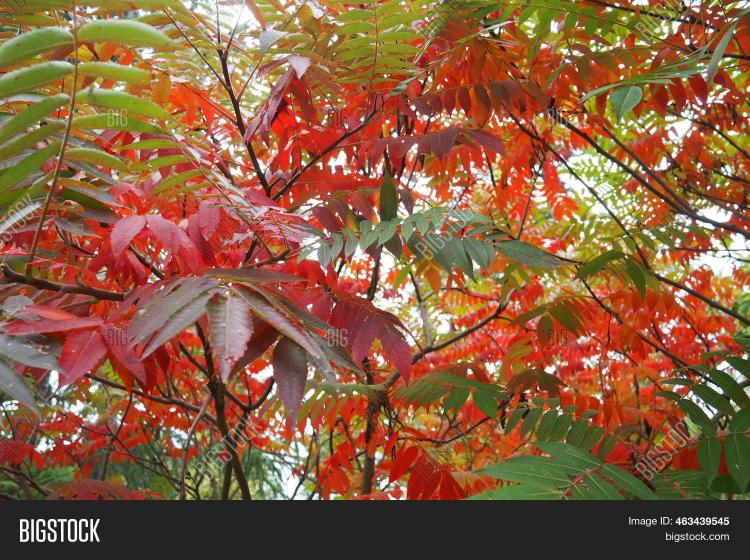 Sumac Rhus Genus Image & Photo (Free Trial) Bigstock