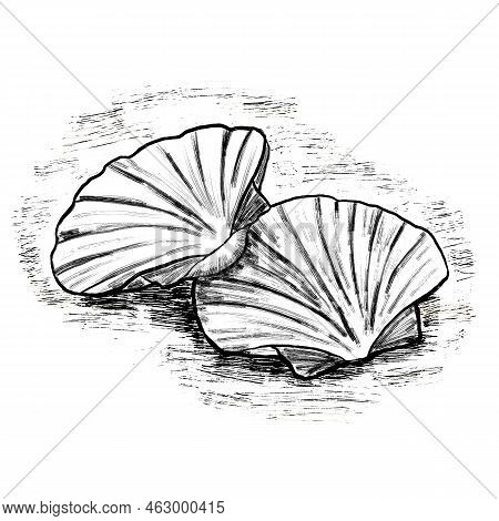 Seefood Scallop Mollusk, Gastronomy Sea Food. Black Line Monochrome Design In Ink Inking Shape Silho