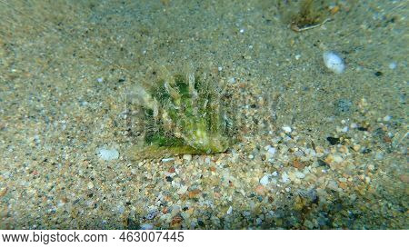 Seashell Of Rayed Pearl Oyster (pinctada Radiata) On Sea Bottom, Aegean Sea, Greece, Halkidiki