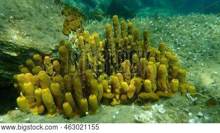 Yellow Tube Sponge Or Aureate Sponge (aplysina Aerophoba) Undersea, Aegean Sea, Greece, Halkidiki