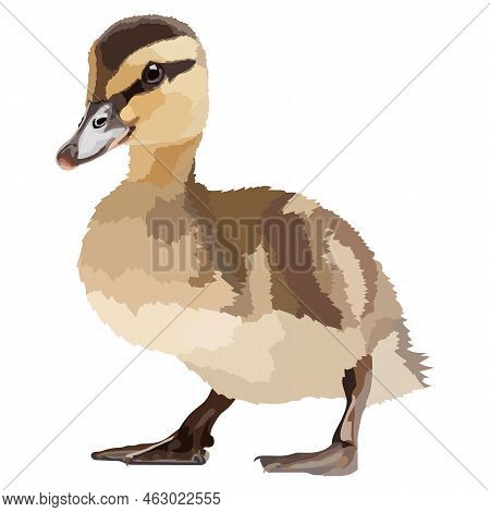 Realistic Little Duckling On White Background Vector Illustration.
